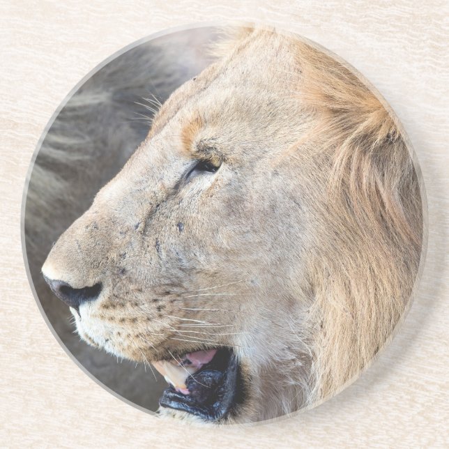 Lion Portrait Getränkeuntersetzer (Vorne)