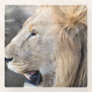 Lion Portrait Glasuntersetzer