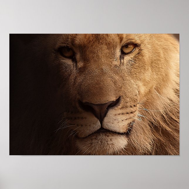 Lion Portrait Poster (Vorne)