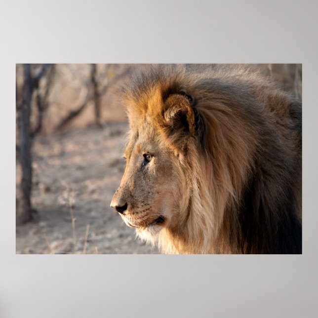 Lion Portrait Poster (Vorne)