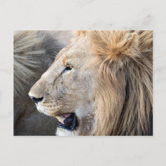 Lion Portrait Postkarte (Vorderseite)