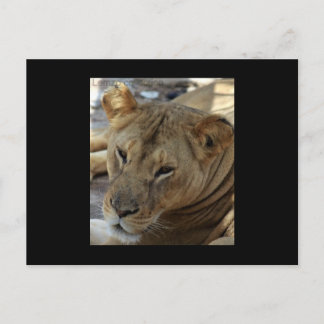 Lion Post Card Postkarte