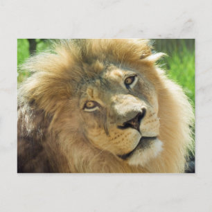 Lion Postcard Postkarte