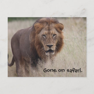 Lion Postcard Postkarte