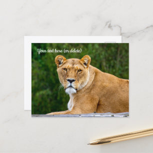 Lion Postcard Postkarte