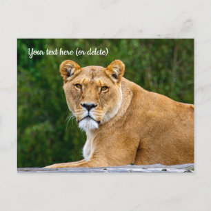 Lion Postcard Postkarte