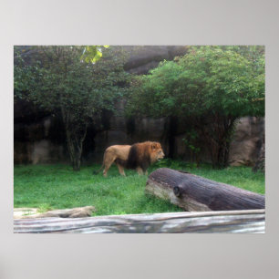 Lion Poster