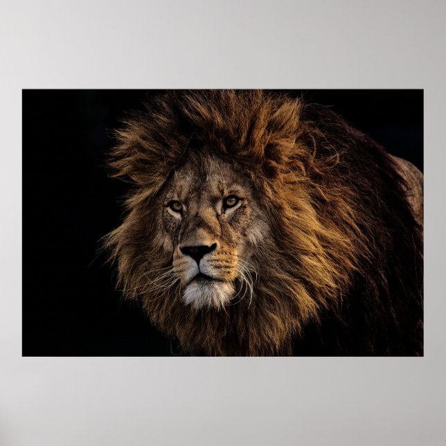 Lion Poster (Vorne)