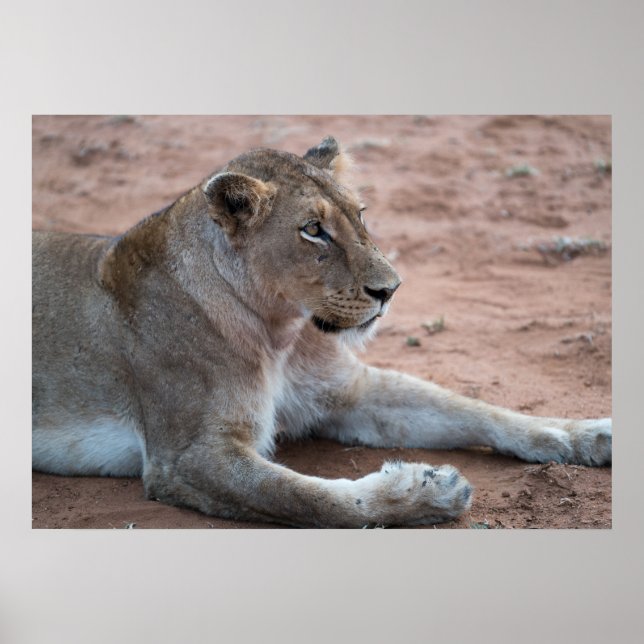 Lion Poster (Vorne)