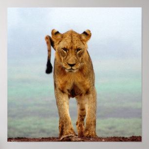Lion Poster