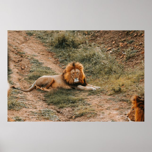 LION POSTER (Vorne)