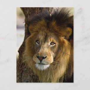 Lion Postkarte
