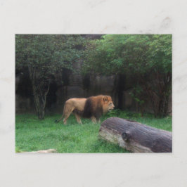 Lion Postkarte