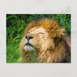 Lion Postkarte