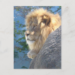 Lion Postkarte