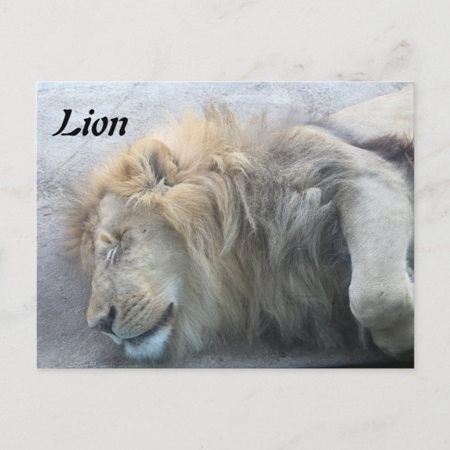 Lion Postkarte (Vorderseite)