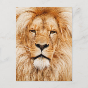 Lion Postkarte