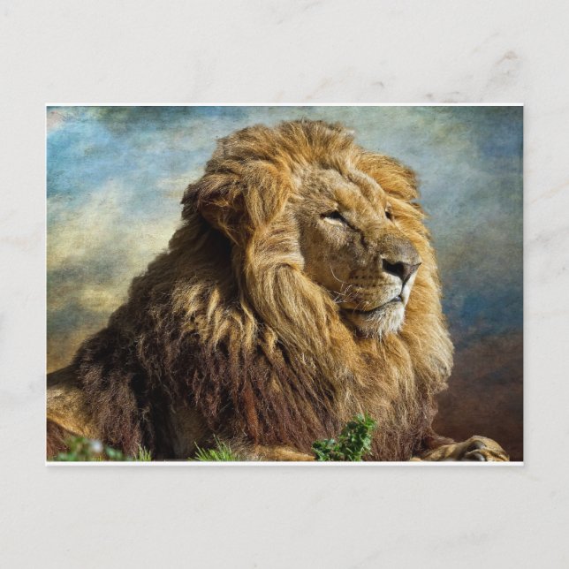 Lion Postkarte (Vorderseite)