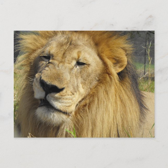 Lion Postkarte (Vorderseite)