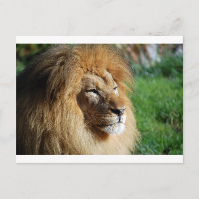 Lion Postkarte (Vorderseite)