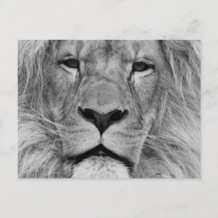 Lion Postkarte