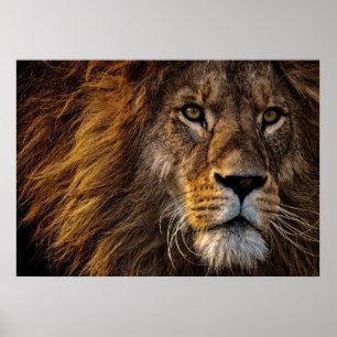 Lion Predator Lion Poster