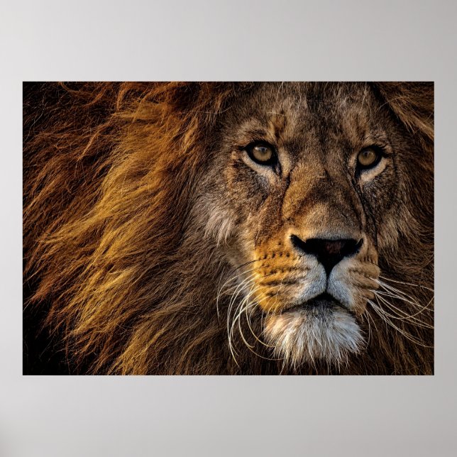 Lion Predator Lion Poster (Vorne)