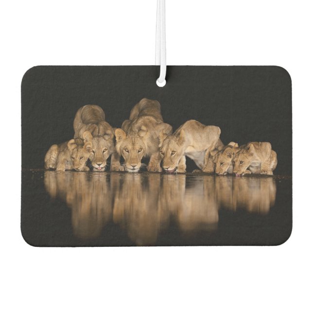 Lion Pride Drinks at the Water Hole at Night Autolufterfrischer (Vorderseite)