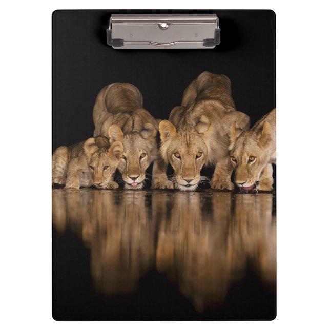 Lion Pride Drinks at the Water Hole at Night Klemmbrett (Vorderseite)