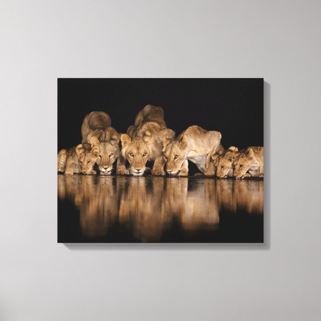 Lion Pride Drinks at the Water Hole at Night Leinwanddruck (Vorderseite)