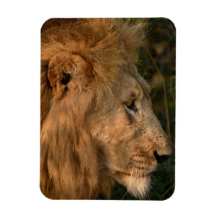 LION Refrigerator Magnet YOUR Photo Template