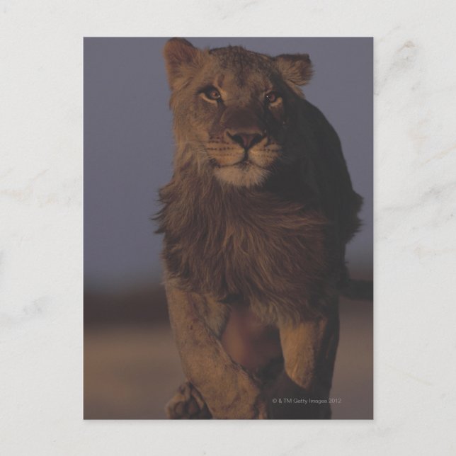 Lion Running Postkarte (Vorderseite)