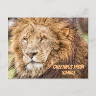 Lion Safari Postcard Postkarte