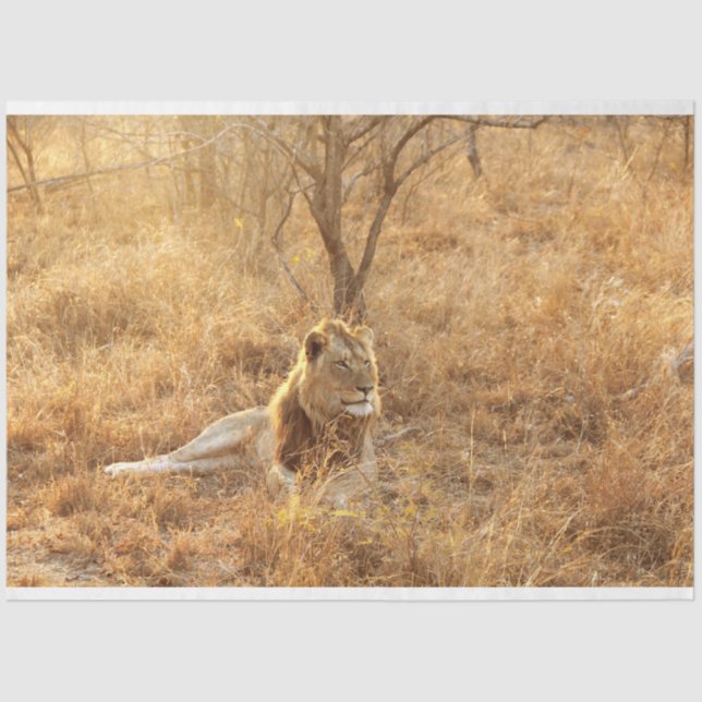 Lion Seidenpapier (Vorderseite)