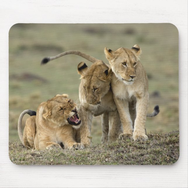 Lion Siblings Mousepad (Vorne)