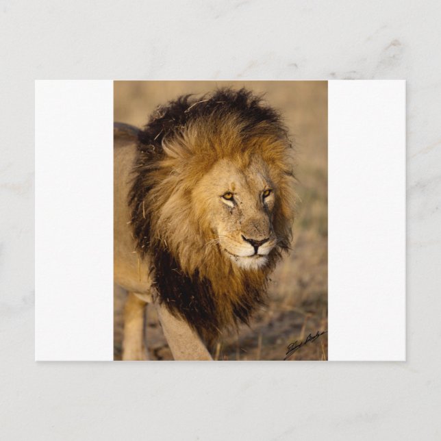 Lion Stalking Postkarte (Vorderseite)