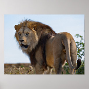 Lion standing among vegetation and seen from back poster