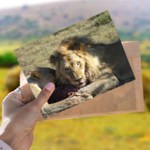 Lion Stare Postcard Postkarte