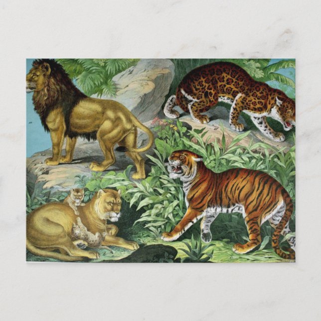 Lion Tiger Leopard Vintag Animal Postcard Postkarte (Vorderseite)