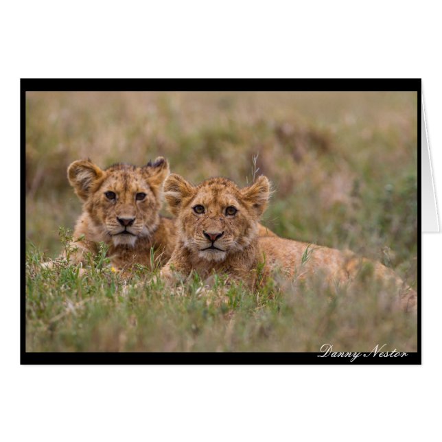 Lion Twins (Vorderseite (Horizontal))