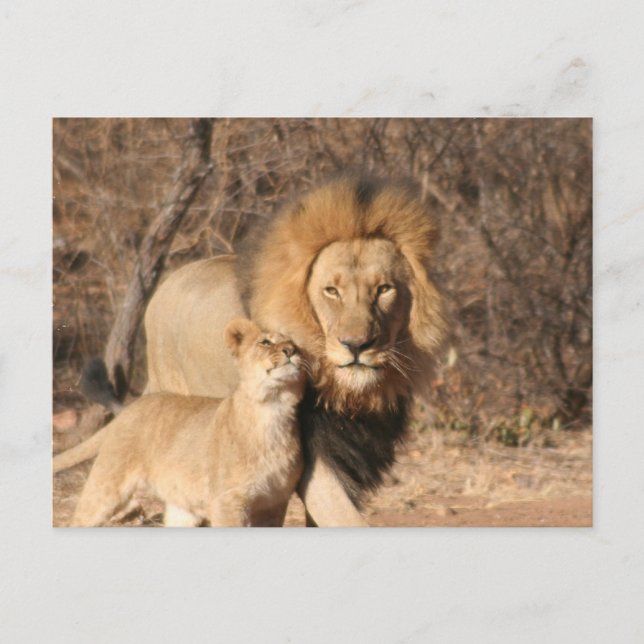 Lion und Lion Cub Postkarte (Vorderseite)