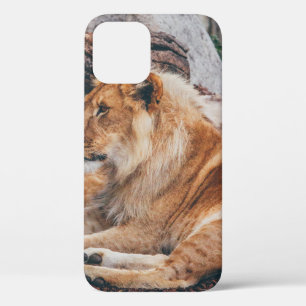 LION UND LIONESS AUF DER BROWNEN OBERFLÄCHE Case-Mate iPhone HÜLLE