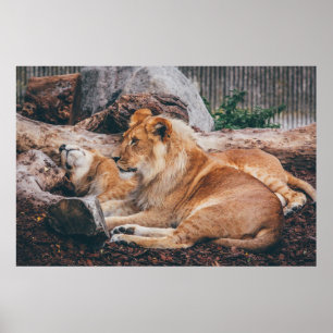 LION UND LIONESS AUF DER BROWNEN OBERFLÄCHE POSTER