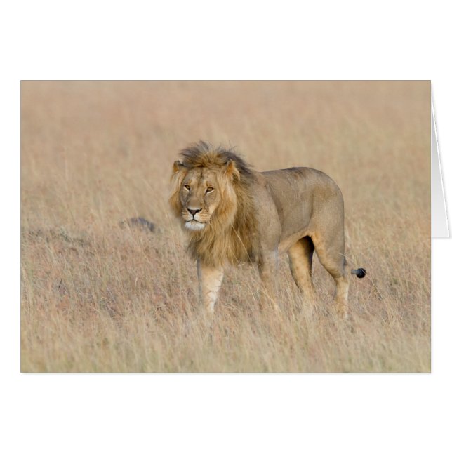 Lion Walking (Vorderseite (Horizontal))