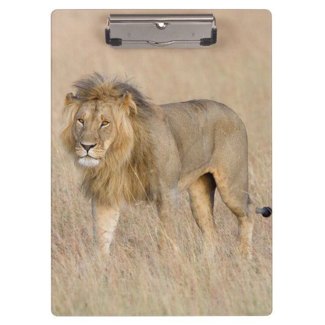Lion Walking Klemmbrett (Vorderseite)