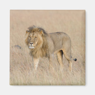 Lion Walking Magnet