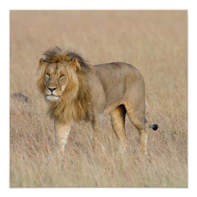 Lion Walking Poster (Vorderseite)