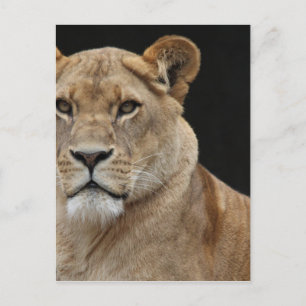 Lion Weiblichkeit liegt herunter Postkarte