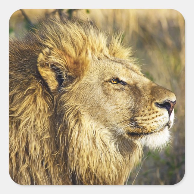 Lion Wild Animal Wildlife Safari Quadratischer Aufkleber (Vorderseite)
