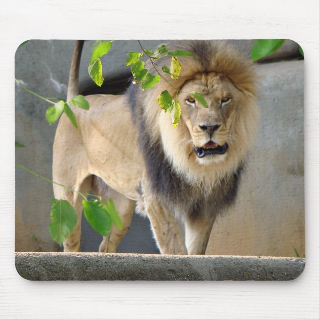 Lion Wildlife Mousepad (Vorne)